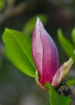 magnolieboboc